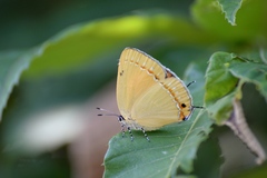 Ussuriana fani