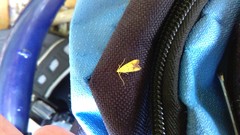 Gymnobathra flavidella