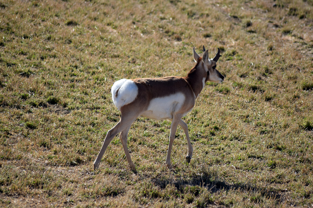 Pronghorn from shoshoni wy 82649 usa on october 24 2018 at 01 15 pm