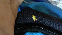 Gymnobathra flavidella