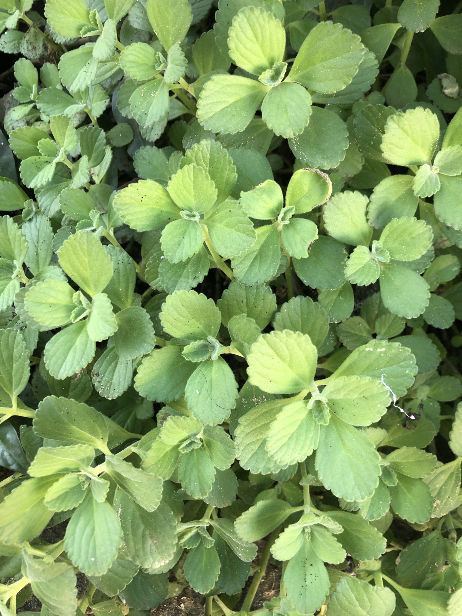 Coleus amboinicus