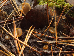 Peziza apiculata image