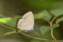 Ussuriana fani