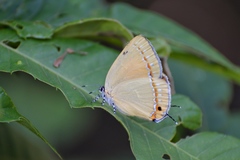 Ussuriana fani
