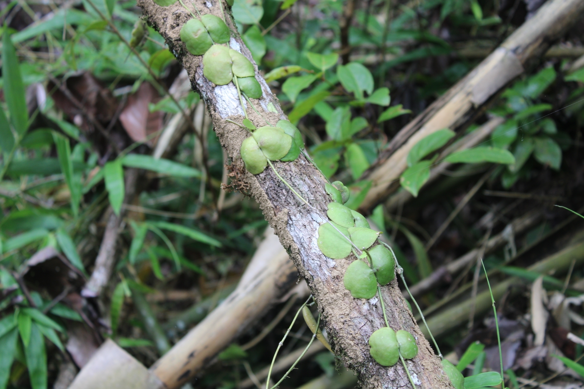 Dischidia imbricata (Dischidia imbricata)