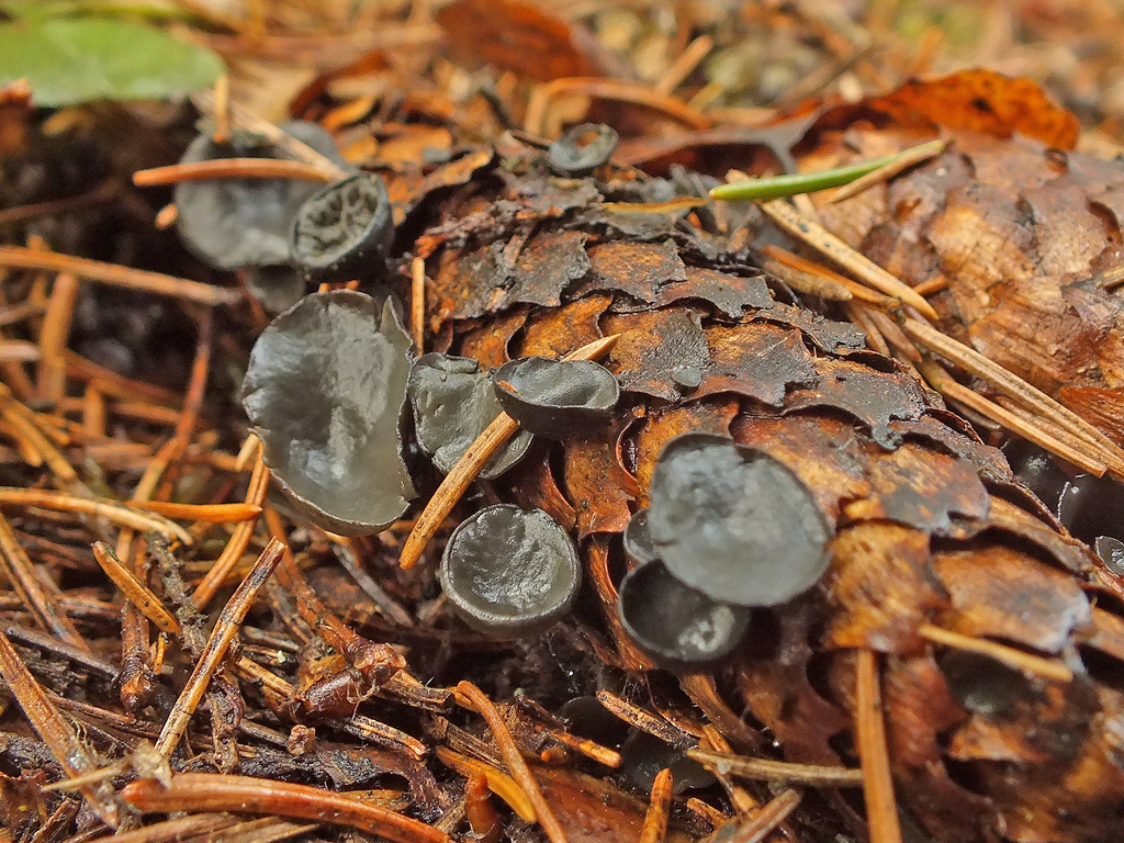 Piceomphale bulgarioides