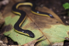 Koa Tao Island Caecilian photo 1