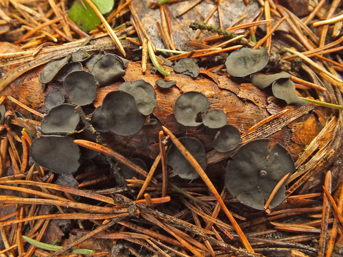 Rutstroemia bulgarioides image