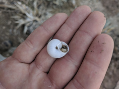 Cahuillus indioensis