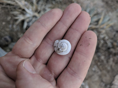 Cahuillus indioensis