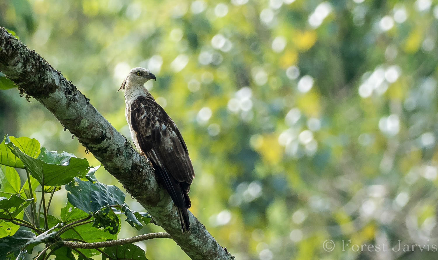Philippine Honey Buzzard (Pernis steerei), photo 8