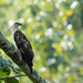 Philippine Honey-Buzzard - Photo (c) Forest Botial-Jarvis, some rights reserved (CC BY-NC), uploaded by Forest Botial-Jarvis