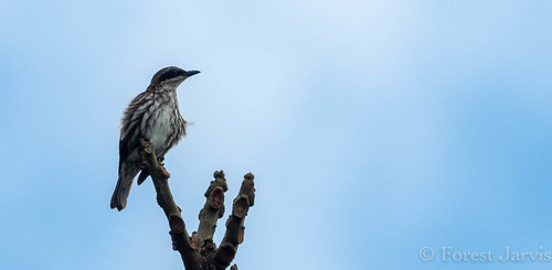 Stripe-breasted Rhabdornis (Rhabdornis inornatus), photo 2