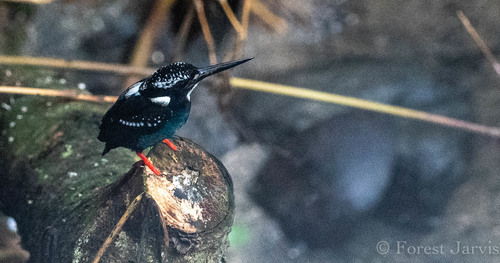 Southern Silvery Kingfisher (Ceyx argentatus), photo 3