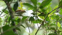 Hypocryptadius cinnamomeus