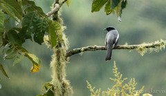 Malindangia mcgregori