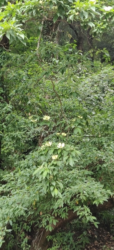 Cornus capitata
