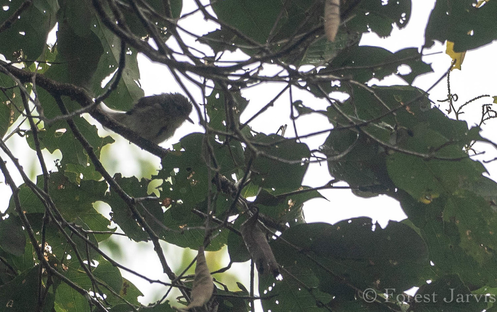 Plumed Warblers