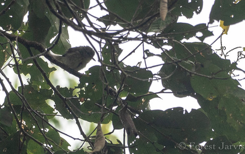 Mindanao Miniature Babbler (Micromacronus sordidus), photo 1