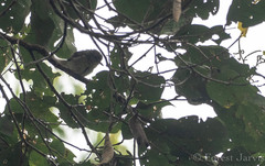 Micromacronus sordidus