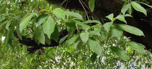 Cornus capitata