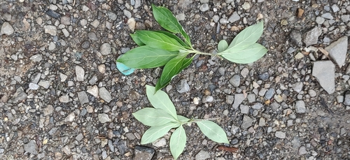 Cornus capitata