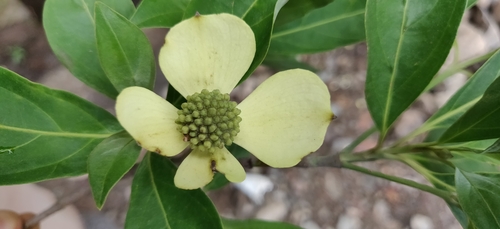 Cornus capitata