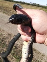 Drymarchon melanurus erebennus