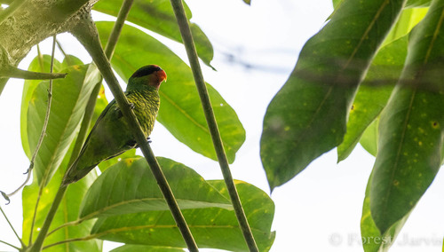 Trichoglossus johnstoniae