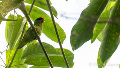 Saudareos johnstoniae