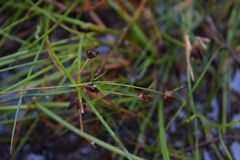 Juncus supiniformis