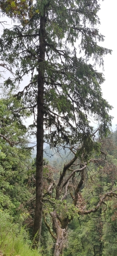 Morinda spruce (Picea smithiana)