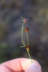 Juncus supiniformis