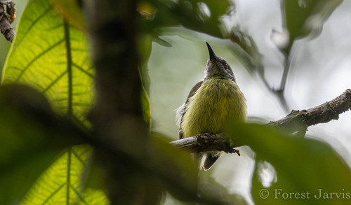 Tboli Sunbird (Aethopyga tibolii), photo 7