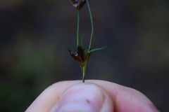 Juncus supiniformis