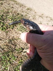 Drymarchon melanurus erebennus