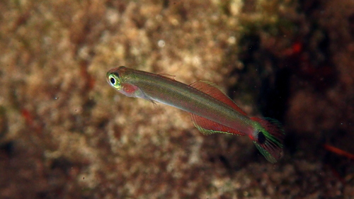 Marsh dartfish (Parioglossus palustris) — Microdesmidae — 5