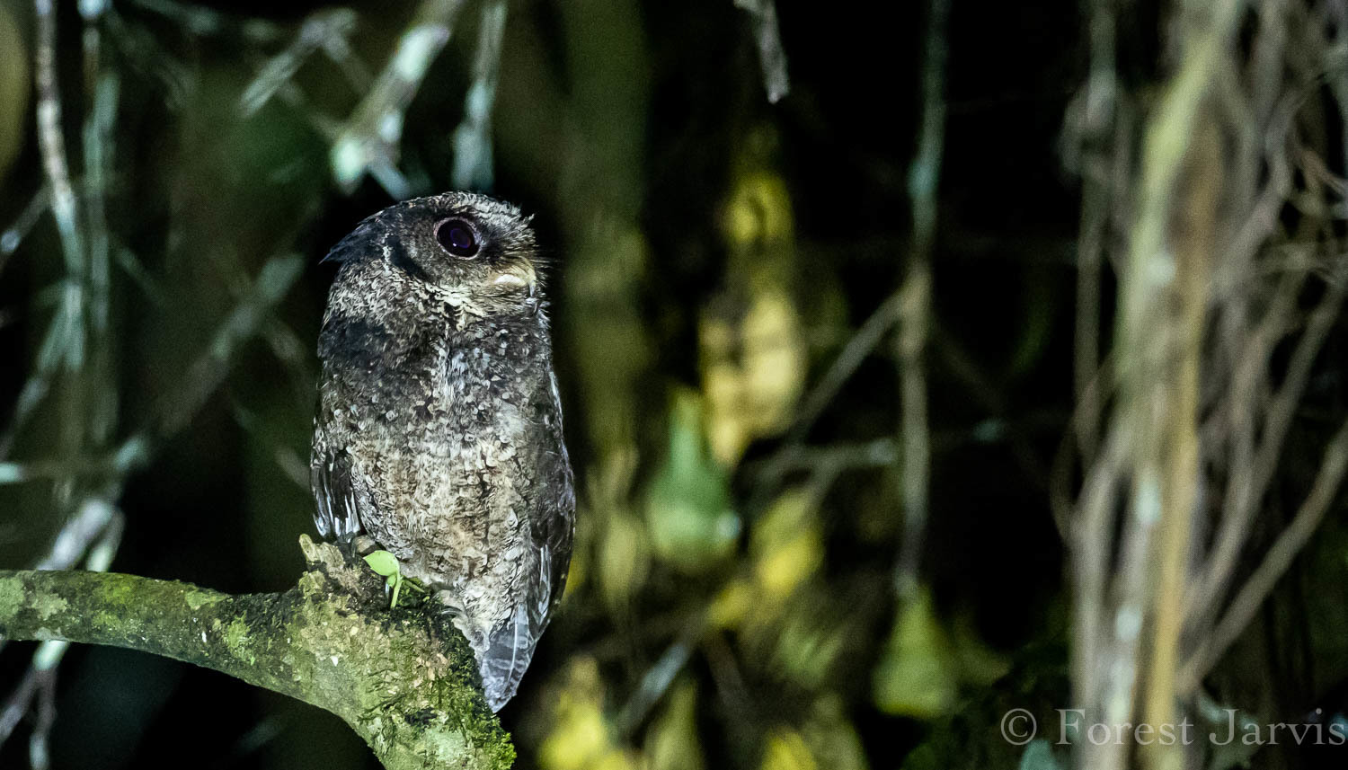 Everett's Scops Owl (Otus everetti), photo 2