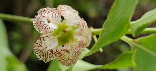 Euonymus tingens