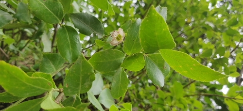 Euonymus tingens, photograph 1