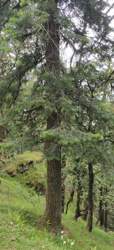 Pindrow fir (Abies pindrow)