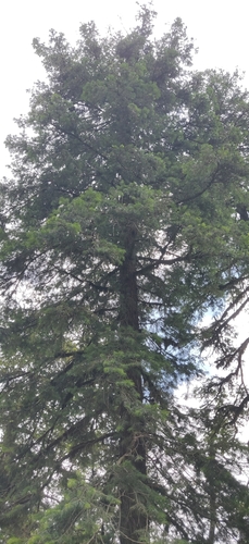 Image of Abies pindrow by (c) T R Shankar Raman, some rights reserved (CC BY)