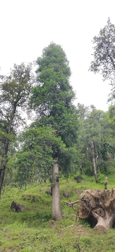 Image of Abies pindrow by (c) T R Shankar Raman, some rights reserved (CC BY)