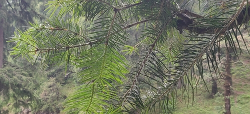 Image of Abies pindrow by (c) T R Shankar Raman, some rights reserved (CC BY)