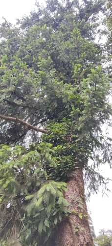 Morinda spruce (Picea smithiana)