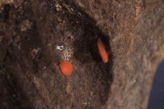 Balanophyllia elegans