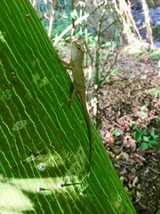 Anolis cristatellus