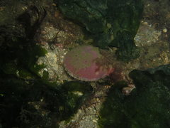 Aequipecten opercularis