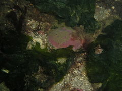 Aequipecten opercularis