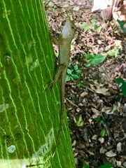 Anolis cristatellus